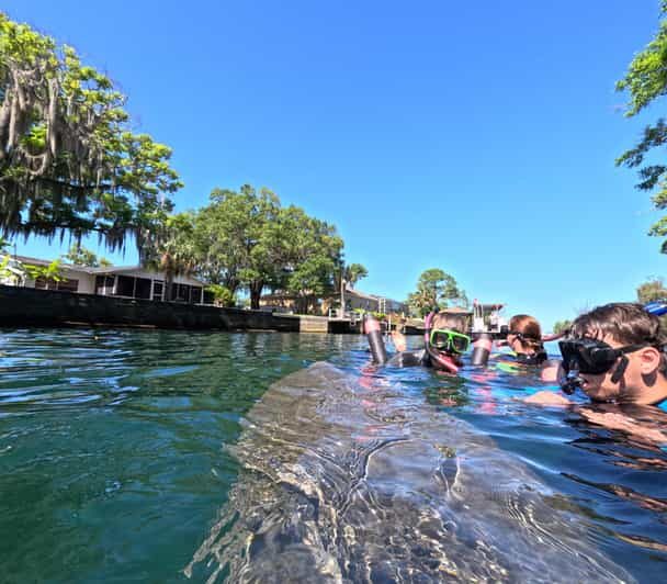Crystal River: Guided Manatee Snorkeling Tour - FAQ