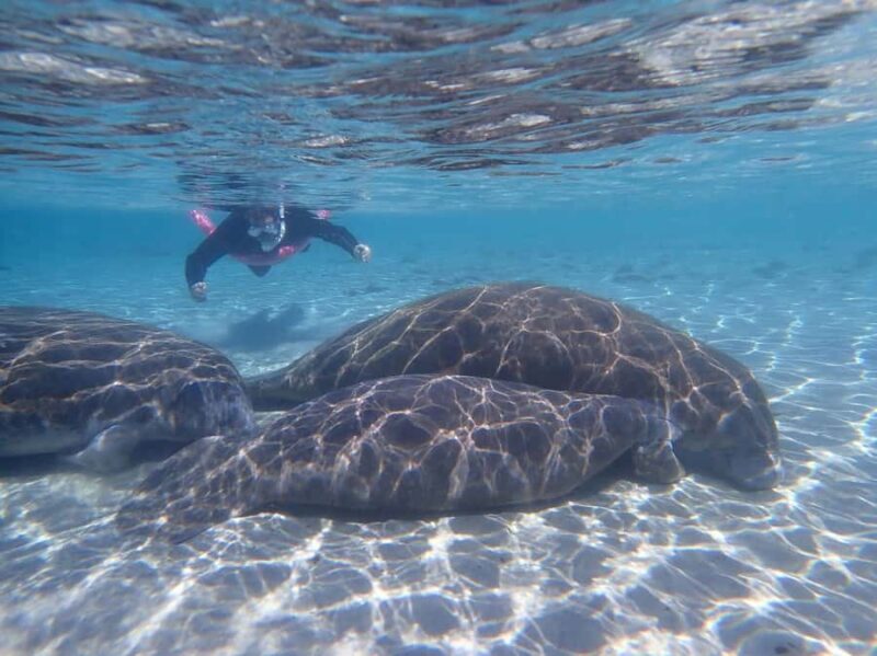 Crystal River: Guided Manatee Snorkeling Tour with Photos - Key Points