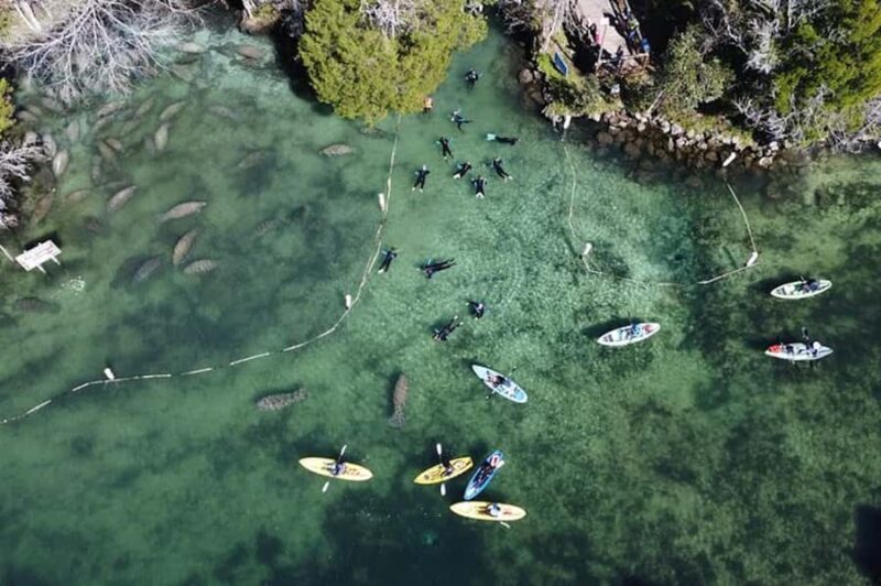 Crystal River: Kings Bay Manatee Watching Cruise - Key Points