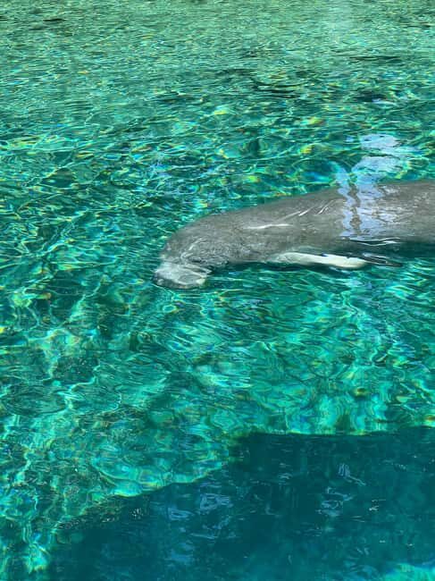 Crystal River: Manatee Season Tour w/ Free Photo Package - Key Points: