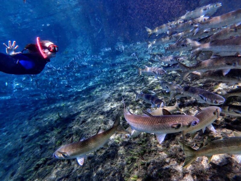 Crystal River: Manatee Swim Group Tour - The Downside? A Few Considerations