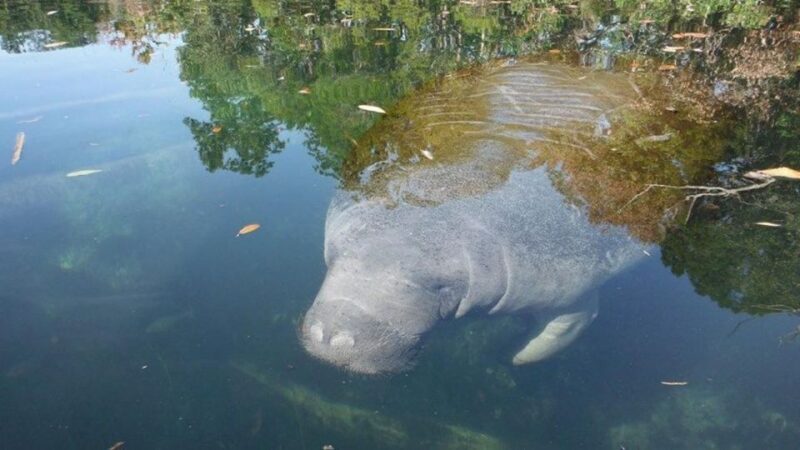 Crystal River: Manatee Viewing Cruise - What to Expect on Your Manatee Viewing Cruise