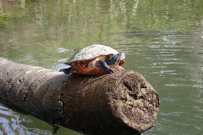 Crystal River Manatee Viewing Cruise - Why This Tour Stands Out