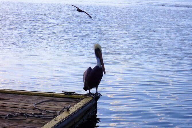 Crystal River Manatee Viewing Cruise - FAQs