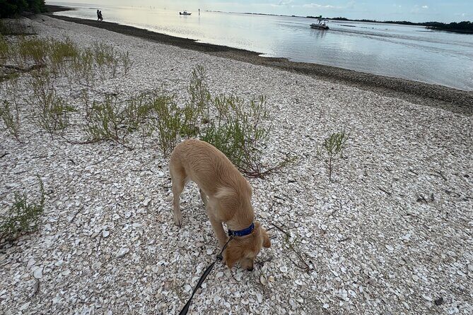 Crystal River Shell Island Adventure - What’s Included & What You Should Know