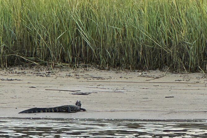 Crystal River Shell Island Adventure - Authentic Experiences & Honest Feedback