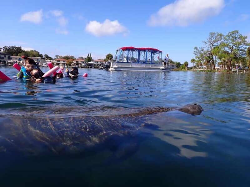Crystal River: Swim with Manatees Private Tour Free Photos - An In-Depth Look at the Tour