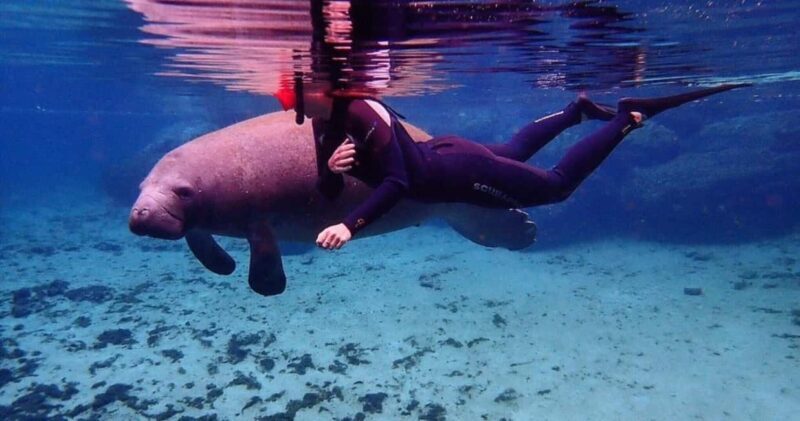 Crystal River: VIP Kayak and Swim with Manatees Tour - What to Expect from the Tour
