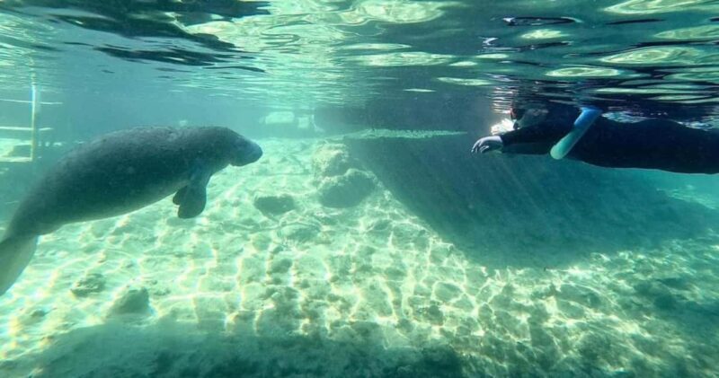Crystal River: VIP Kayak and Swim with Manatees Tour - Who Should Consider This Tour?
