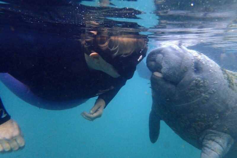 Crystal River: VIP Manatee Swim w/ In-water Photographer - In-Depth Experience Breakdown