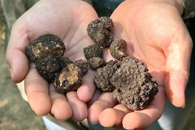 Culinary Adventure To The Fungi And Botanical Kingdom Of Bulgaria - The Practical Details: Price, Duration, and Booking