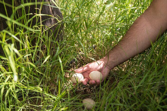 Culinary Agristory in Vathis - Kalymnos - Experience the Flavors of Kalymnos with Culinary Agristory in Vathis