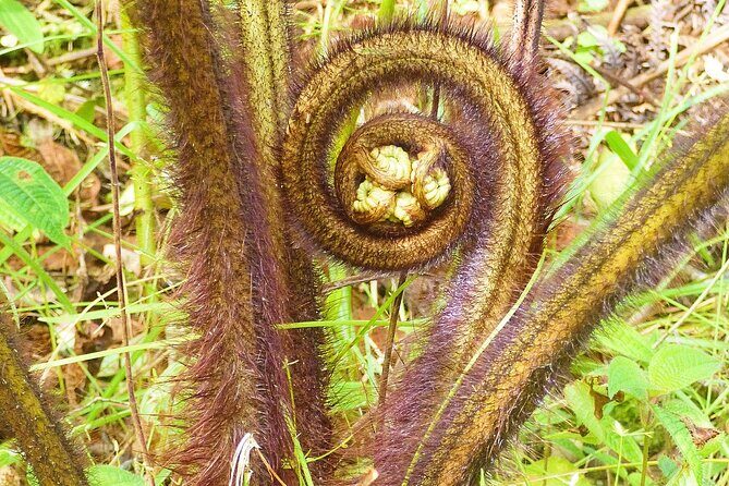 Cultivate Hapuu Ferns with Citrus Tea in the Hawaiian Rainforest - Key Points