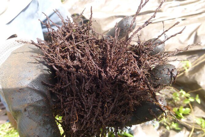 Cultivate Hapuu Ferns with Citrus Tea in the Hawaiian Rainforest - Practical Details