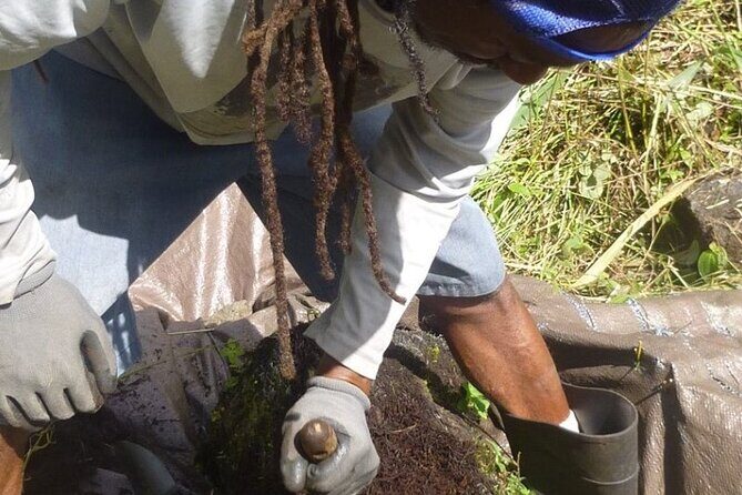 Cultivate Hapuu Ferns with Citrus Tea in the Hawaiian Rainforest - Final Thoughts