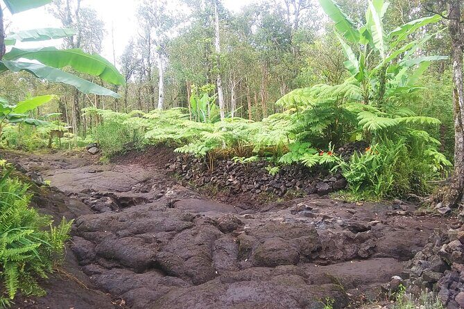 Cultivate Hapuu Ferns with Citrus Tea in the Hawaiian Rainforest - Final note