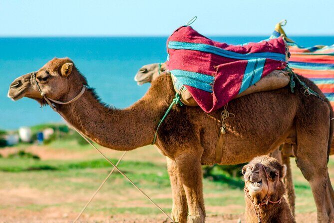 Cultural excursion for one day to Tangier with ferry included - The Realities of the Experience