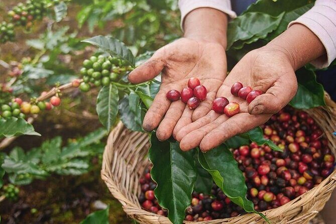 Cultural Immersion in Cacao and Coffee in the Southern Sierra of Oaxaca - An In-Depth Look at the Experience