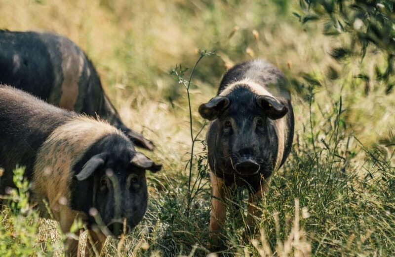 Cured Meat & Olive Oil Tasting & Visit near Pisa & Livorno - The Itinerary in Detail