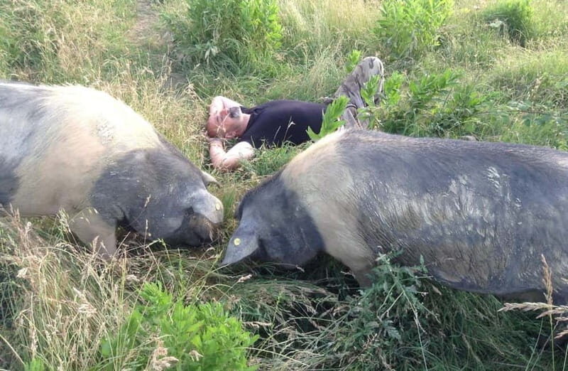 Cured Meat & Olive Oil Tasting & Visit near Pisa & Livorno - Price and Value