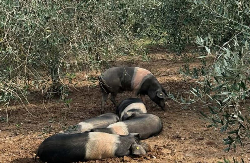 Cured Meat & Olive Oil Tasting & Visit near Pisa & Livorno - Final Thoughts