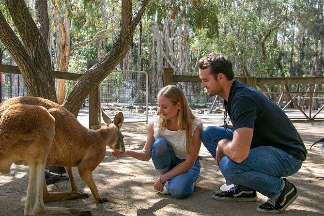 Currumbin Wildlife Sanctuary General Entry Ticket - What to Expect at Currumbin Wildlife Sanctuary