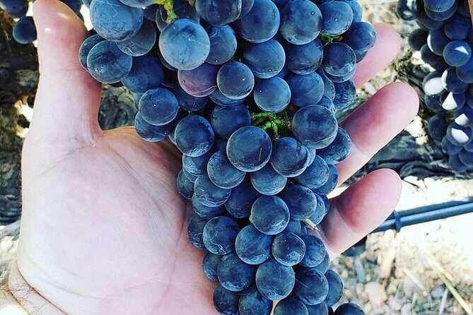 Custom 6-Hour Napa Valley Wine Tour in a Luxury Vehicle - Value for the Cost