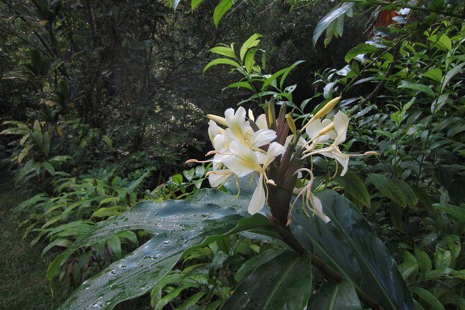 Custom Island Tour - for 4 to 5 people - up to 8 hours - Private tour of Oahu - Final Thoughts