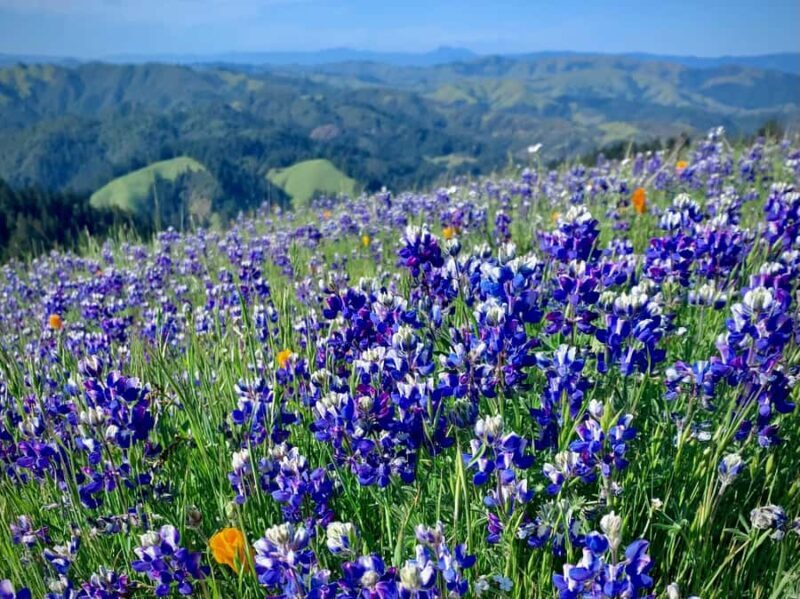 CUSTOM PHOTO ADVENTURES TO THE BAY AREA'S MOST EPIC SCENERY - FAQs