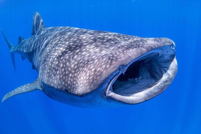 Custom Private Adventure - FAQs About the Private Maui Boat Tour