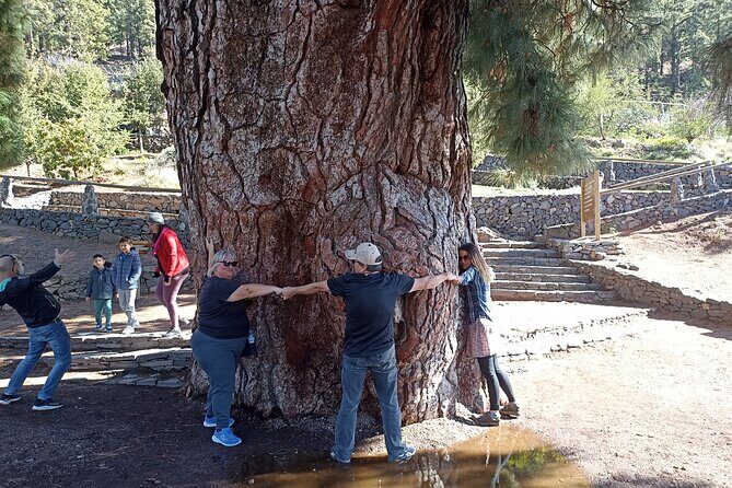 Custom Private Tenerife Volcano Car Tour - The Geology and Scenic Highlights