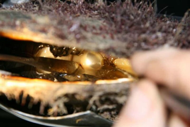 Cygnet Bay Pearl Farm Behind-the-Scenes Tour & Live Harvest - An Introduction to Cygnet Bay Pearl Farm Experience