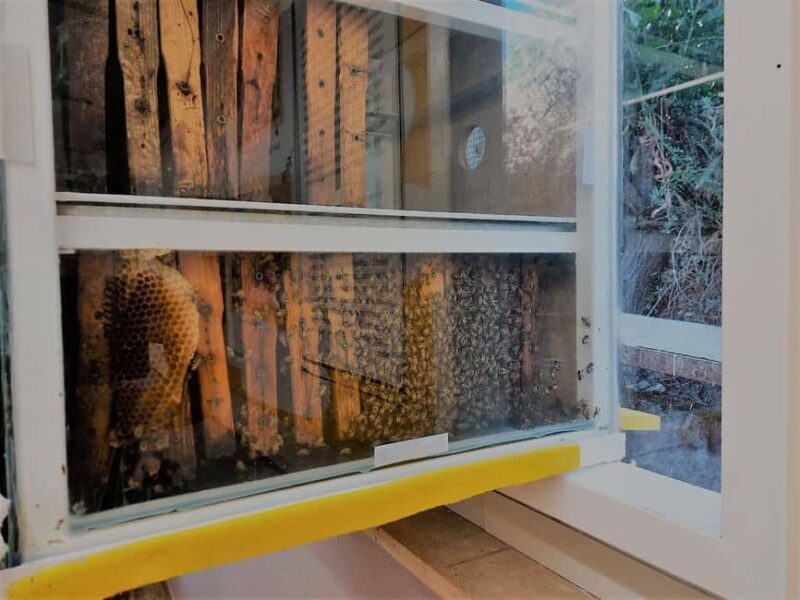 Cyprus: Honey Tour, Tasting, and Beekeeper Experience - What to Expect from the Honey Tour