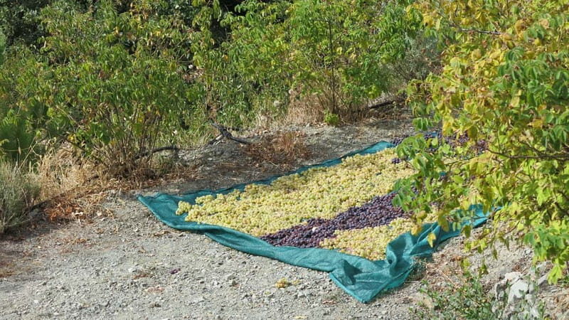 Cyprus: Troodos Mountains Villages and Wineries Tour - Key Points