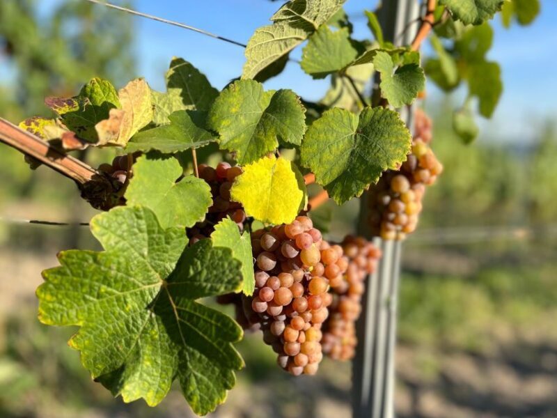 Czech Vineyards and Wine Tasting 4WD Tour with Lunch - Exploring the Czech Vineyards and Wine Tasting 4WD Tour with Lunch