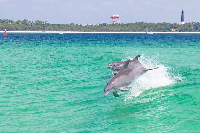 Daily Dolphin Cruise + Sightseeing Tour on Pensacola Beach - Key Points