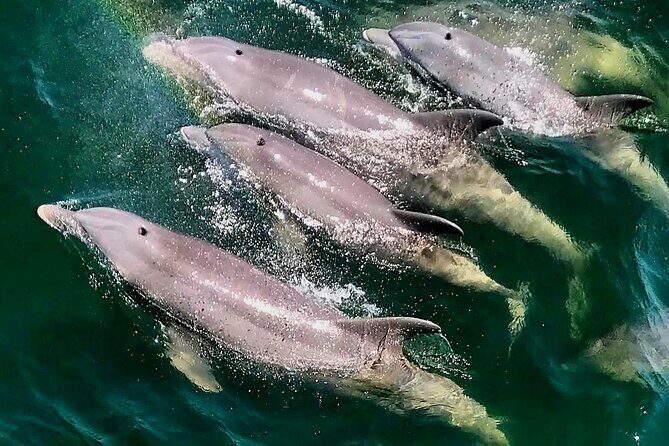 Daily Dolphin Cruise + Sightseeing Tour on Pensacola Beach - What to Expect from the Dolphin Cruise