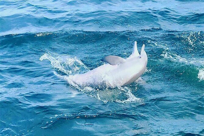 Daily Dolphin Cruise + Sightseeing Tour on Pensacola Beach - The Experience in Detail