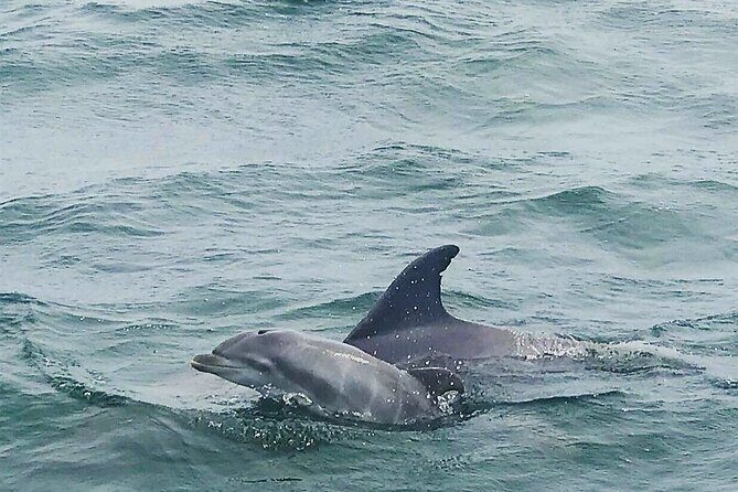 Daily Dolphin Cruise + Sightseeing Tour on Pensacola Beach - The Value of the Experience