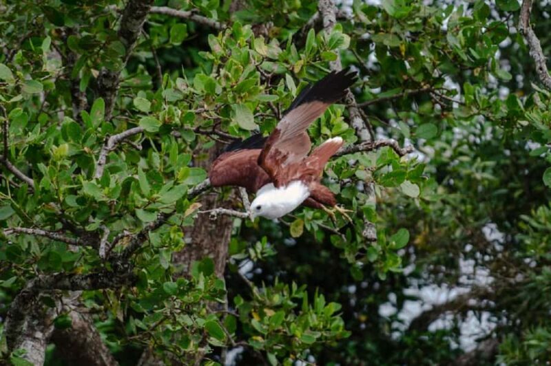 Daintree: Guided Daintree River Wildlife Cruise - A Closer Look at the Daintree: Guided Daintree River Wildlife Cruise