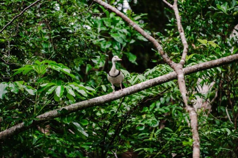 Daintree: Guided Daintree River Wildlife Cruise - Getting Acquainted with the Tour