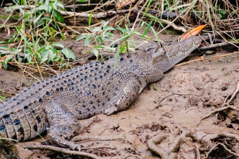 Daintree: Guided Daintree River Wildlife Cruise - Who Is This Tour Best For?