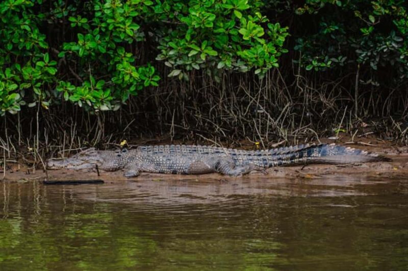 Daintree: Guided Daintree River Wildlife Cruise - Final Thoughts