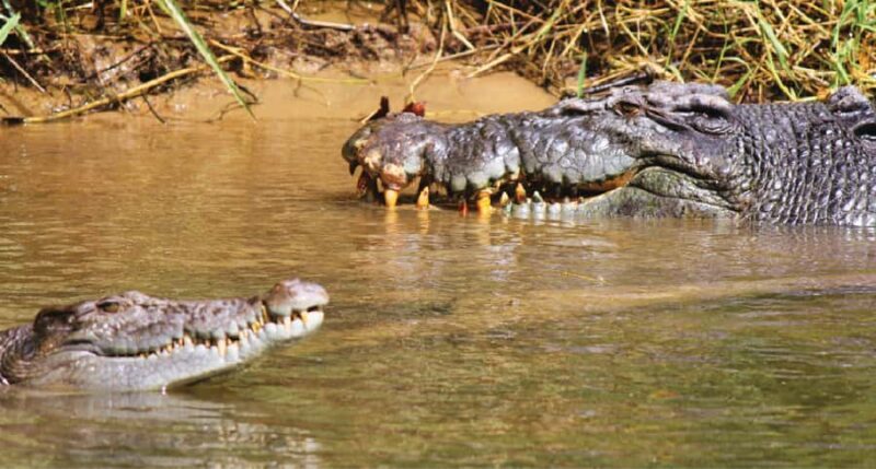 Daintree River Rainforest: Crocodile & Wildlife Cruises (DG) - What Is the Daintree River Crocodile & Wildlife Cruise?