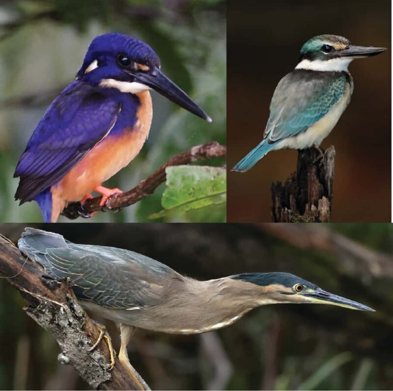 Daintree River Rainforest: Crocodile & Wildlife Cruises (DG) - FAQs