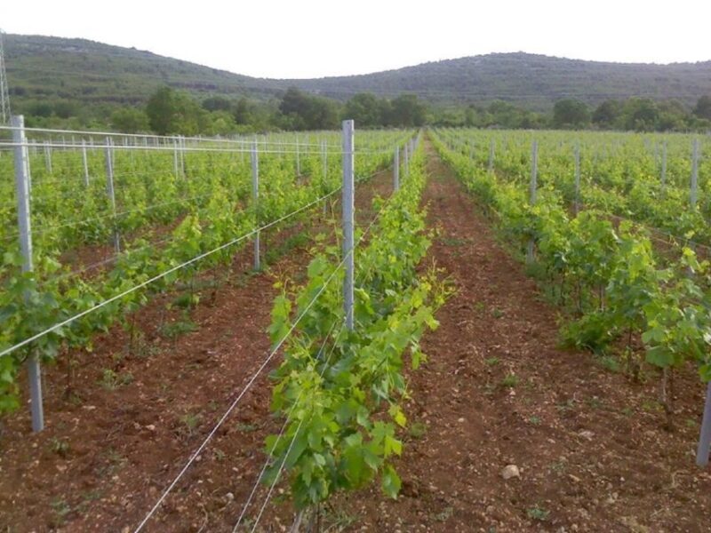 Dalmatian Delights: Food & Wine Tour from Split or Trogir - FAQ