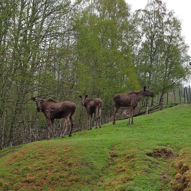 Dals Långed: Moose Park Guided Tour with Feeding - Key Points