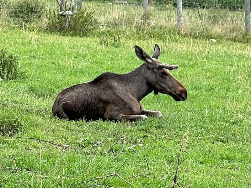 Dals Långed: Moose Park Guided Tour with Feeding - What Is the Dals Långed Moose Park Tour?