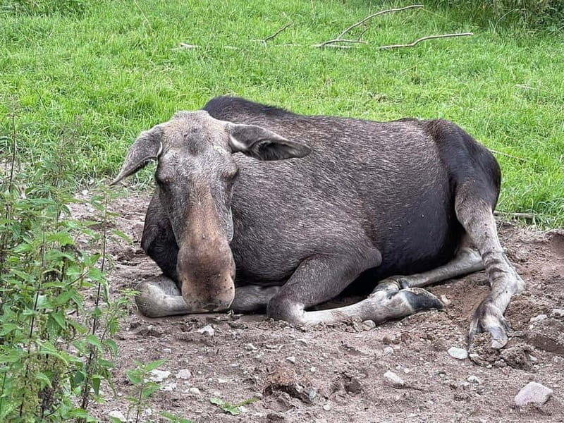 Dals Långed: Moose Park Guided Tour with Feeding - Who Will Love This Tour?