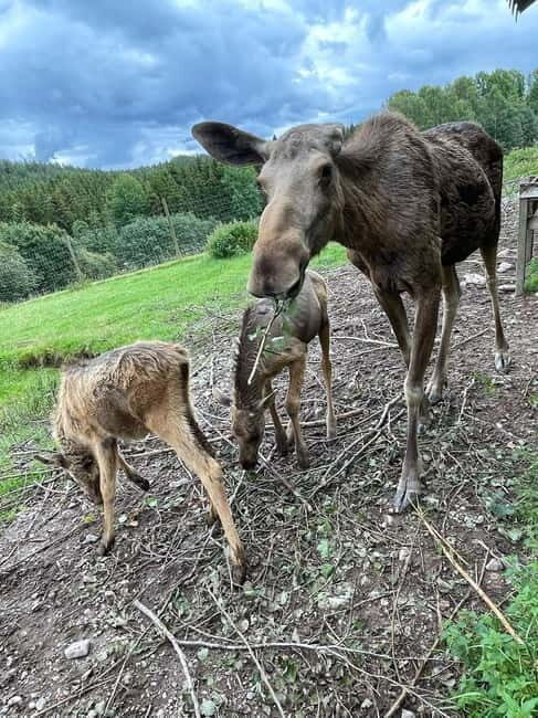 Dals Långed: Moose Park Guided Tour with Feeding - Whats Included and Whats Not